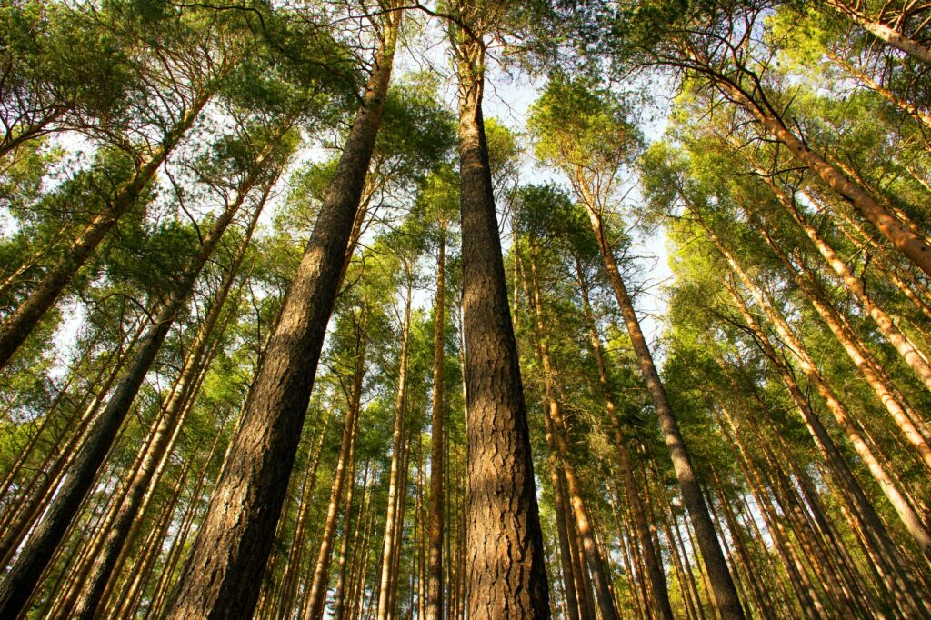 Trees -crowns of trees